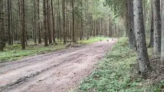 Wilczęta na spacerze w Wigierskim Parku Narodowym