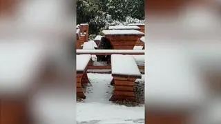 Niedźwiedź na Hali Gąsienicowej