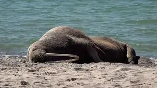 Mors na plaży nad Bałtykiem