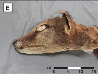 Tygrys tasmański pochodzący ze zbiorów Szwedzkiego Muzeum Historii Naturalnej w Sztokholmie