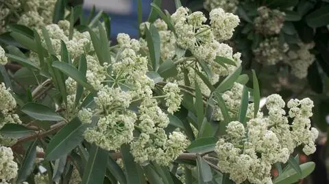 Alstonia Scholaris