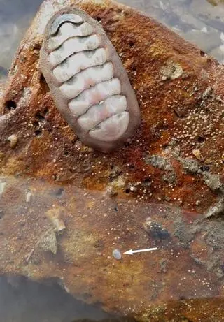 Malutki Cymatioa cooki w środowisku naturalnym. W górnej części zdjęcia znajduje się chiton, inny mięczak