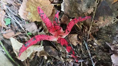 "Wygląda pięknie". Australijski grzyb na Podkarpaciu