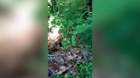 Dwa jelonki przerażone tak, że nie mają siły uciec. Napotkali je ukraińscy żołnierze
