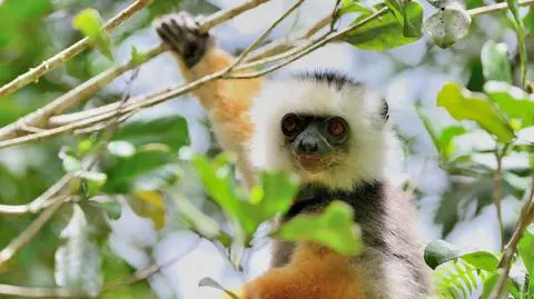 Jednym z krytycznie zagrożonych zwierząt jest sifaka diademowa (Propithecus diadema)