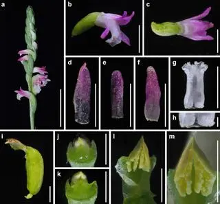 Spiranthes hachijoensis