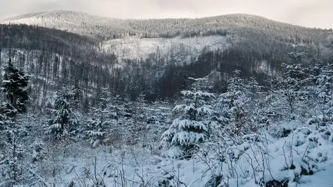 Śnieg w Beskidach