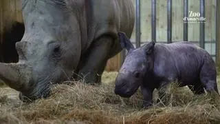 Nosorożec biały w zoo we Francji