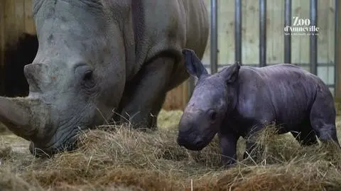 Zoo we Francji świętuje narodziny nosorożca. To gatunek "bliski zagrożenia"