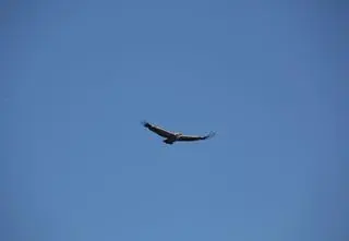 Sęp płowy krążył nad Babiogórskim Parkiem Narodowym