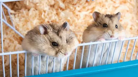 Chomiki (zdjęcie poglądowe) 