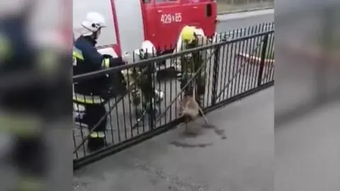 Zatrzymał się, bo zobaczył sarnę uwięzioną w ogrodzeniu. "Była ranna, strażacy owinęli ją kocem"