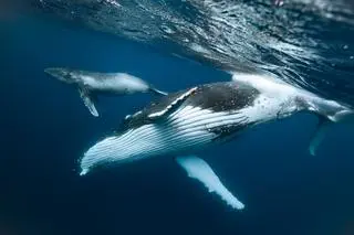 Humbaki w wodach oceanicznych niedaleko wysp Tonga