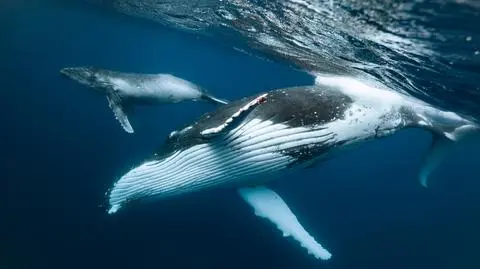 Humbaki w wodach oceanu, ochrona morza