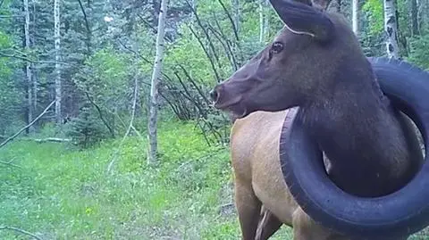 Przez dwa lata żył z oponą na szyi. Jeleń nareszcie uwolniony