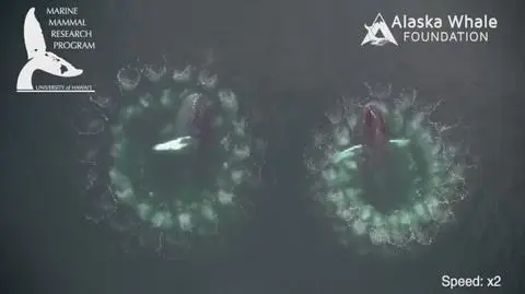 Niezwykła forma polowania humbaków