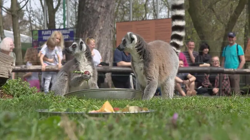 Jak wygląda karmienie lemurów