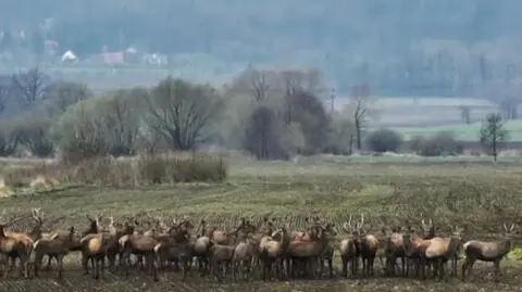 Chmara jeleni u podnóża Gór Sowich