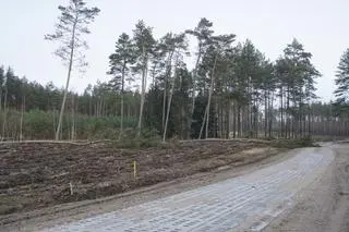 Zniszczenia w nadleśnictwie Świdwin