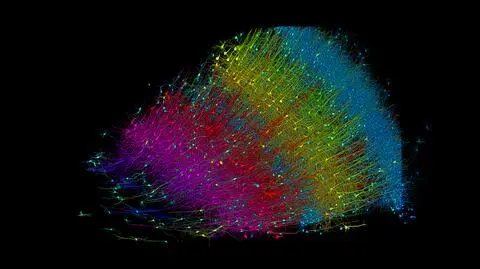 Mózg w ekstremalnym przybliżeniu. "Kawałek zajmuje tysiące terabajtów"