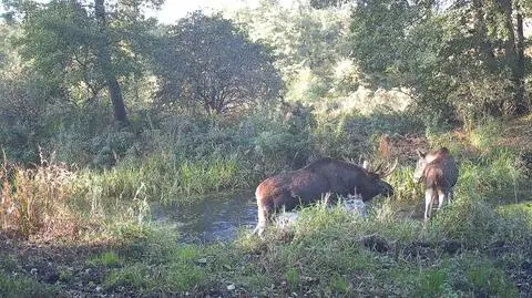 Bukowisko