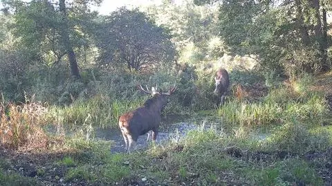 Bukowisko