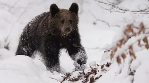 Gady i nietoperze w Bieszczadach zapadły w zimowy sen. Wciąż można spotkać niedźwiedzia
