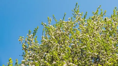 Kiedy wróci słońce i ciepło? Sprawdź prognozę