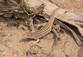 Aspidoscelis neotesselatus - zdjęcie ilustracyjne