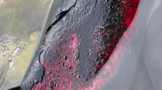 Zwierzęta odniosły poważne rany