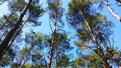 Dużo słońca