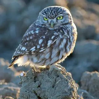 Athene noctua