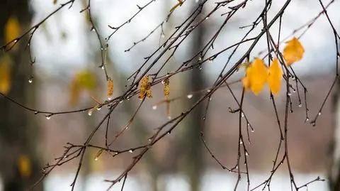 Miejscami deszczowo, może silniej powiać