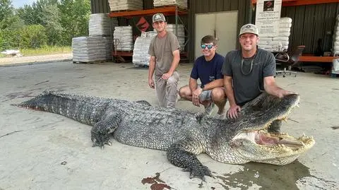 Największy aligator, jakiego tu widziano. "To surrealistyczne"