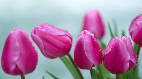 Renata się nie rozchmurzy, przyjdą kolejne mało pogodne niże. Za to zrobi się bardzo ciepło