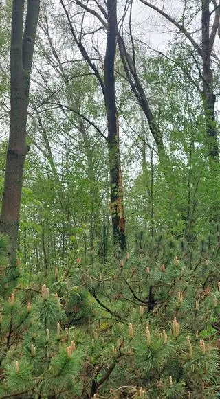 Drzewo, w które uderzył piorun