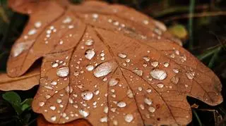 W części kraju będzie mokro. Pogoda na dziś