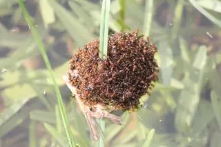 "Tratwa" mrówek ognistych Solenopsis invicta