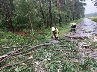 Zablokowana przez powalone drzewa droga