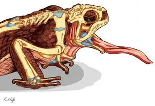 Ropucha olbrzymia (Rhinella marina) - przekrój anatomiczny