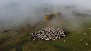 Łączenie się owiec podczas redyku
