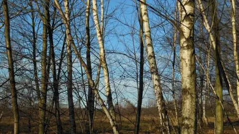 Prognoza pogody na jutro: słonecznie, ale chwilami wietrznie