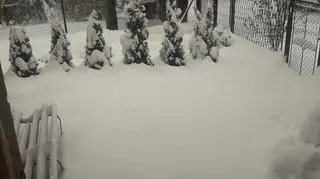 Zima