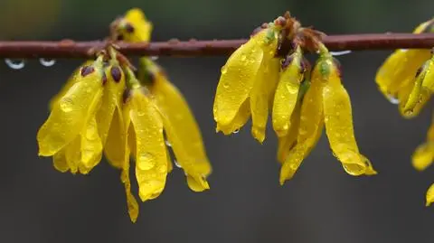 Forsycja w deszczu