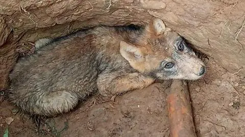 Wilczek uratowany przez dzieci na Mazurach. "To był ostatni raz, kiedy go widzieliśmy"