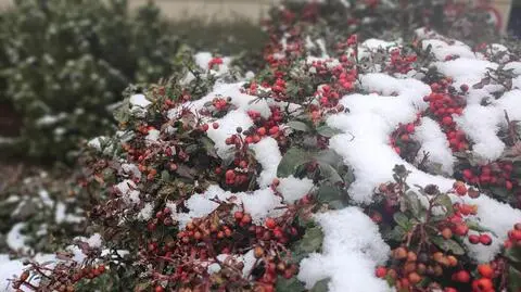Śnieg, pochmurno