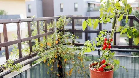 Jak uprawiać warzywa na balkonie? Rady eksperta