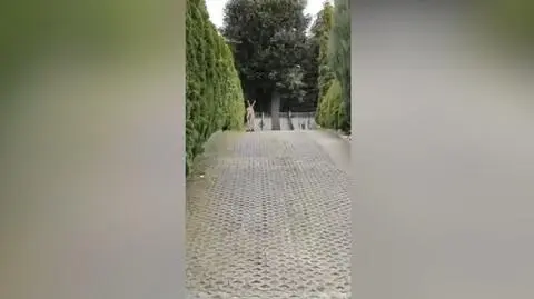 Jeleń utknął w "miejskim labiryncie" Bielska-Białej