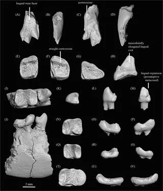 Uzębienie gatunku Ignacius dawsonae 