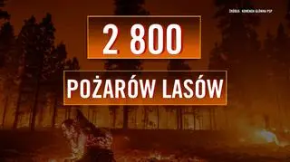 Od początku roku wystąpiło 2800 pożarów lasów